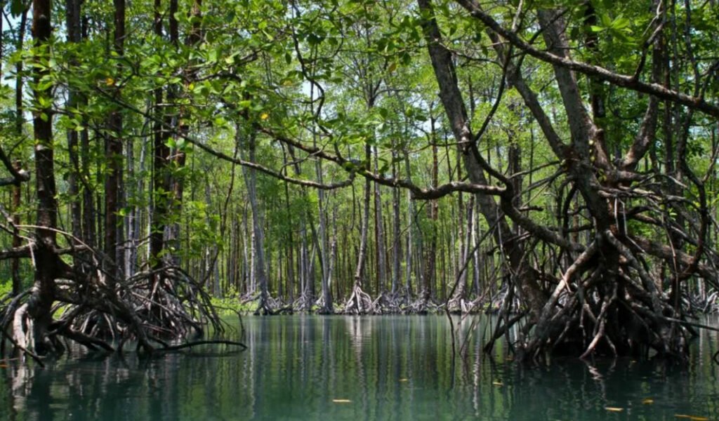 Baratang-Island-, andaman tour packages