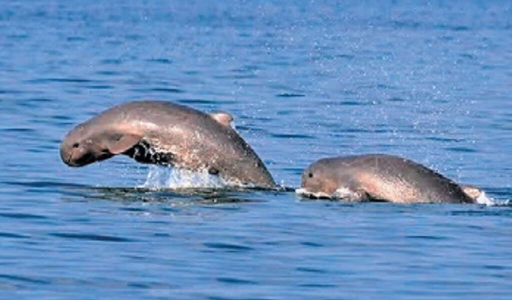 Chilika-Lake