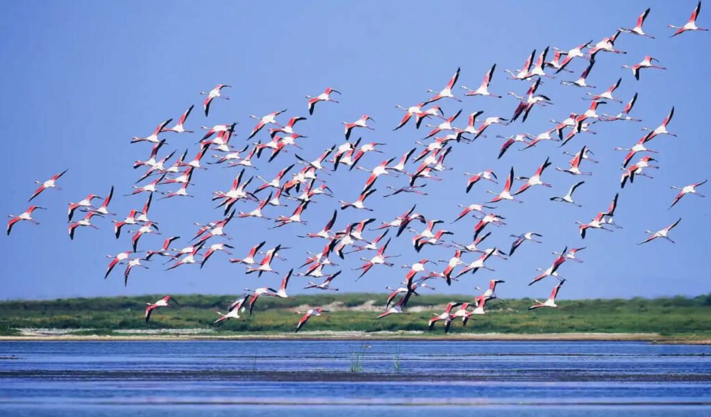 Chilika-Lake