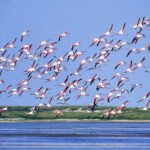 Read more about the article Chilika Lake – A Living Lagoon Among the Greatest Tourist Attractions in Odisha