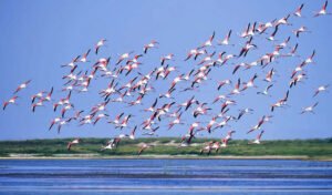 Chilika-Lake